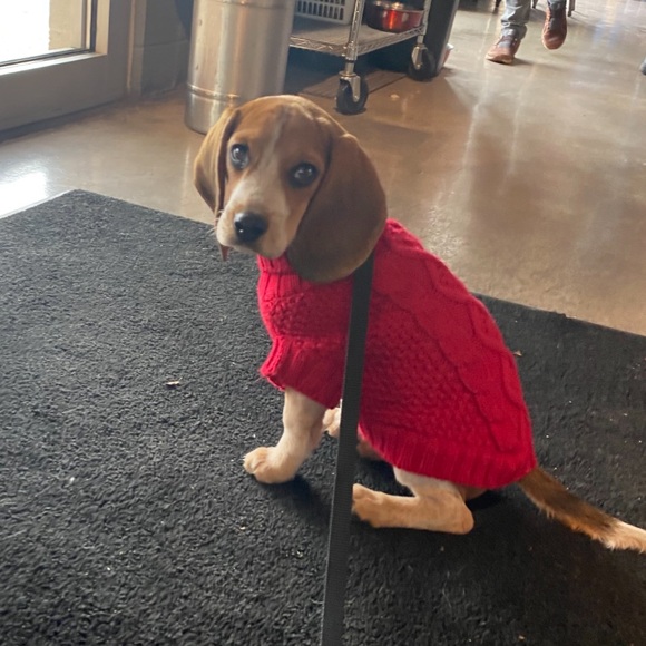 Dog Sweater Handmade Crochet Knitted Red Small - Picture 6 of 6